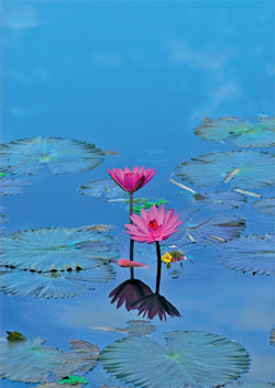Greeting card "Water lilies"