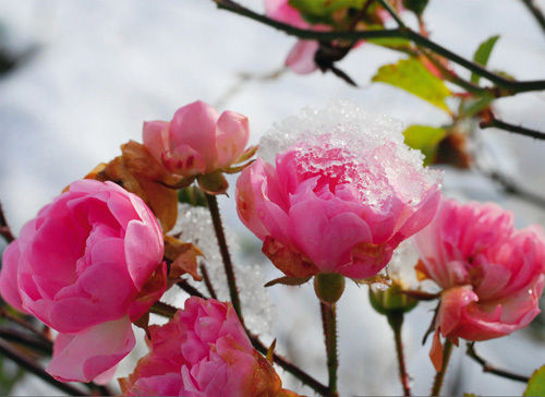 Greeting card "Pink roses in the snow"