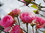 Grußkarte "Rosa Rosen im Schnee"