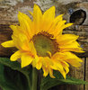 Grußkarte "Sonnenblume vor Holzbrett"