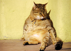 Postcard  "Fat Cat in South America"