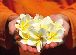 Postcard  "Hands full of Frangipani flowers"