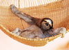 Postcard  "Sloth in a hammock"