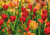 Greeting card "Tulip-field at springtime"