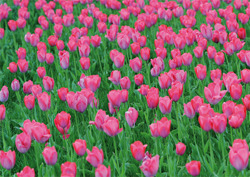 Greeting card "Pink tulip-field"