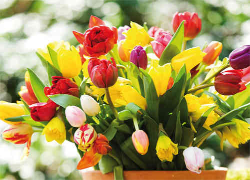 Postcard  "Tulips"