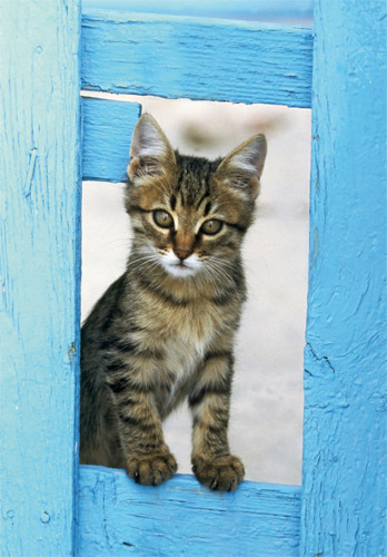 Grußkarte "Junge Katze, Griechenland"