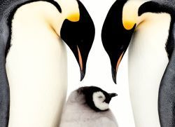 Postcard "Pinguinfamilie"