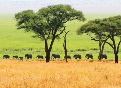 Postkarte "Elefantenherde, Tansania, Afrika"