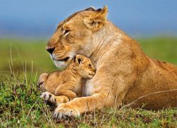 Postcard "Löwen, Masai Mara, Kenia, Afrika"