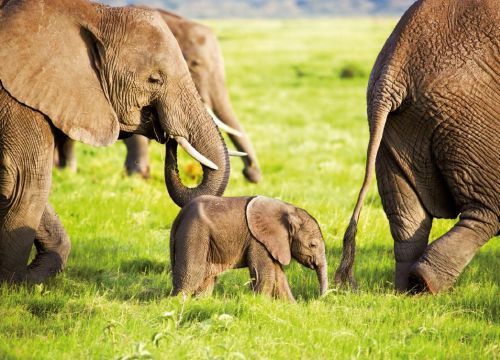 Postkarte "Elefanten im Amboseli-Nationalpark (Kenia)"
