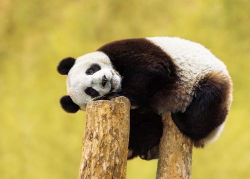 Postkarte "Junger Riesenpanda auf Baumstumpf (China)"