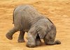 Postcard "Afrikanisches Elefantenkalb"