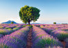 Grußkarte "Lavendelfeld mit Bäumen, Provence"