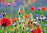 Grußkarte "Sommerwiese mit Mohn und Kornblume"