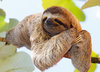 Postcard  "Sloth on a tree"