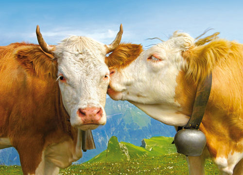 Postkarte "Kühe, Schweiz"