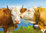 Postkarte "Kühe, Schweiz"