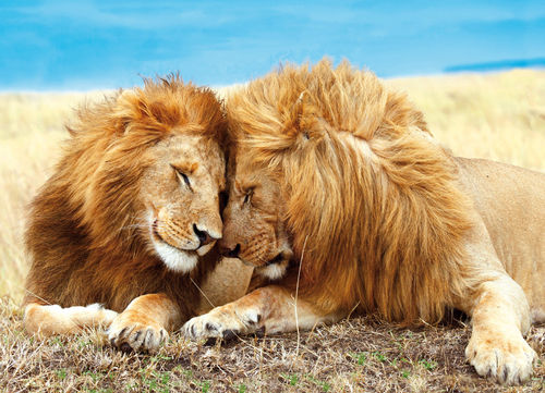 Postcard  "Lions"