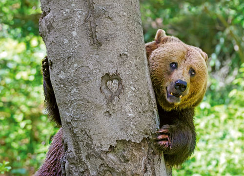 Postcard  "brown bear"