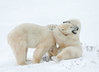 Postcard  "polar bears playing"