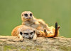 Postcard  "young meerkat"