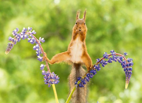 Postkarte "Eurasisches Eichhörnchen auf blühender Lupine"