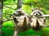 Postcard  "racoons attached to a branch"