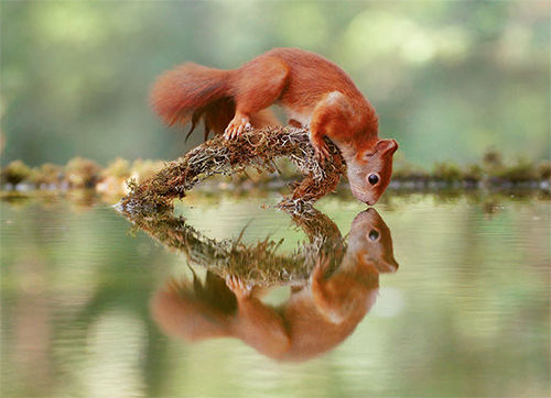 Postkarte "Eichhörnchen Spiegelbild"