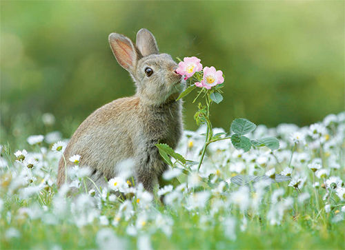 Postkarte "Wildkaninchen mit Blume"