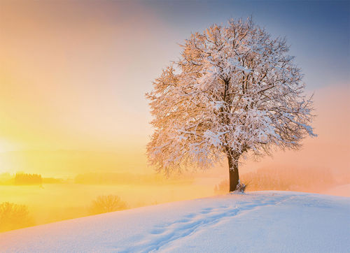 Postcard  "linden tree in winter"