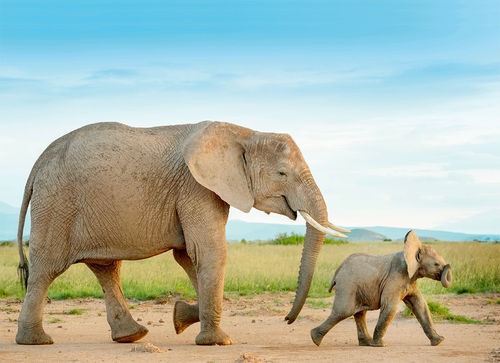 Postcard  "Elefantenkalb mit Mutter"