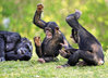 Postkarte "Schimpansen lachen"