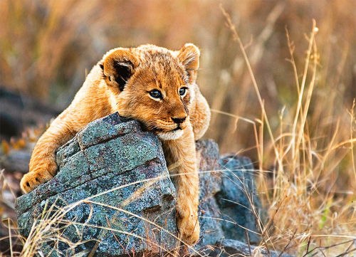 Postcard "Junger Löwe"